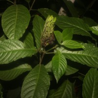 Pachystachys coccinea (Aubl.) Nees